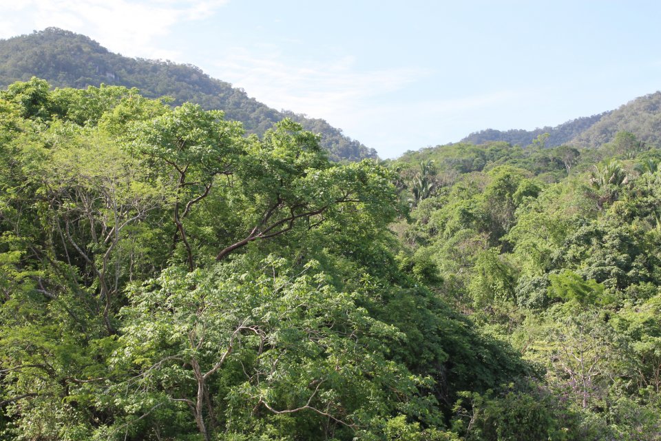 Selva view