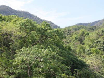 Selva view